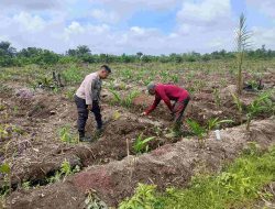 Bhabinkamtibmas Dampingi Petani Lengkuas di Desa Panjang Untuk Program Asta Cita 