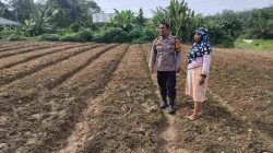 Cek Pertumbuhan Tanaman Timun, Bhabinkamtibmas Desa Sungai Tarap Dukung Program Asta Cita 