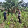 Pantau Perkebunan Cabe Rawit, Bhabinkamtibmas Polsek Tambang Dengar Kelurahan Petani