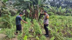 Pantau Perkebunan Cabe Rawit, Bhabinkamtibmas Polsek Tambang Dengar Kelurahan Petani