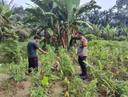 Pantau Perkebunan Cabe Rawit, Bhabinkamtibmas Polsek Tambang Dengar Kelurahan Petani