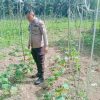 Bhabinkamtibmas Desa Palung Raya Dorong Petani Manfaatkan Lahan Kosong Untuk Swasembada Pangan