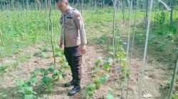Bhabinkamtibmas Desa Palung Raya Dorong Petani Manfaatkan Lahan Kosong Untuk Swasembada Pangan