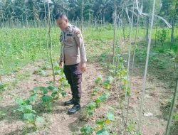 Bhabinkamtibmas Desa Palung Raya Dorong Petani Manfaatkan Lahan Kosong Untuk Swasembada Pangan