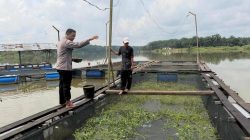 Bimbing Petani Ikan di Gobah, Kanit Binmas Polsek Tambang Harap Dukung Ketahanan Pangan Nasional 
