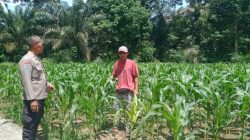Bhabinkamtibmas Desa Padang Luas Ajak Petani Jagung Manfaatkan dan Memperdaya Sumber Daya Yang Ada Dilingkungan 