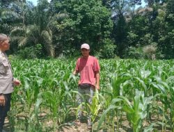 Bhabinkamtibmas Desa Padang Luas Ajak Petani Jagung Manfaatkan dan Memperdaya Sumber Daya Yang Ada Dilingkungan 
