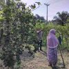 Kawal Program Pangan Nasional, Bhabinkamtibmas Desa Sungai Tarap Melihat Perkembangan Pertanian Warga