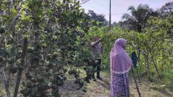 Kawal Program Pangan Nasional, Bhabinkamtibmas Desa Sungai Tarap Melihat Perkembangan Pertanian Warga