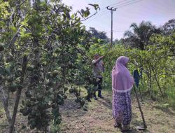 Kawal Program Pangan Nasional, Bhabinkamtibmas Desa Sungai Tarap Melihat Perkembangan Pertanian Warga