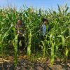 Aktif dalam Mensukseskan Ketahanan Pangan, Bhabinkamtibmas Polsek Tambang Sambangi Petani Jagung
