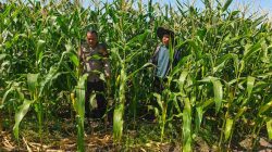 Aktif dalam Mensukseskan Ketahanan Pangan, Bhabinkamtibmas Polsek Tambang Sambangi Petani Jagung