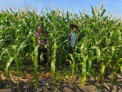 Aktif dalam Mensukseskan Ketahanan Pangan, Bhabinkamtibmas Polsek Tambang Sambangi Petani Jagung