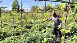 Tinjau Sektor Pertanian, Bhabinkamtibmas Desa Terantang Cek Kebun Sayur Milik Warga