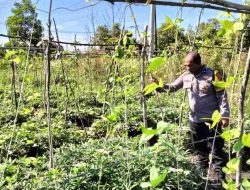 Tinjau Sektor Pertanian, Bhabinkamtibmas Desa Terantang Cek Kebun Sayur Milik Warga