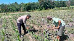 Wujud Polri Humanis Dukung Ketahanan Pangan, Bhabinkamtibmas Tinjau Lahan Perkebunan Milik Warga di Sungai Pinang 