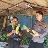 Bhabinkamtibmas Balam Jaya Hadiri Panen Sayuran, Bukti Dukung Ketahanan Pangan