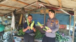 Bhabinkamtibmas Balam Jaya Hadiri Panen Sayuran, Bukti Dukung Ketahanan Pangan