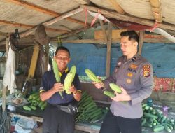Bhabinkamtibmas Balam Jaya Hadiri Panen Sayuran, Bukti Dukung Ketahanan Pangan