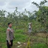 Bhabinkamtibmas Desa Koto Perambahan Tinjau Kebun Milik Warga, Bukti Polri Dukung Ketahanan Pangan