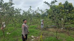 Bhabinkamtibmas Desa Koto Perambahan Tinjau Kebun Milik Warga, Bukti Polri Dukung Ketahanan Pangan