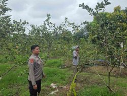 Bhabinkamtibmas Desa Koto Perambahan Tinjau Kebun Milik Warga, Bukti Polri Dukung Ketahanan Pangan